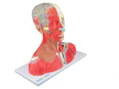 CABEÇA, PESCOÇO E PARTE DO TRONCO MUSCULADOS EM 19 PARTES na internet