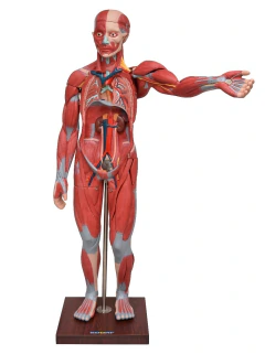 FIGURA MUSCULAR ASSEX. DE 1,70 CM C/ ÓRGÃOS INTERNOS EM 29 PARTES - ABEFA