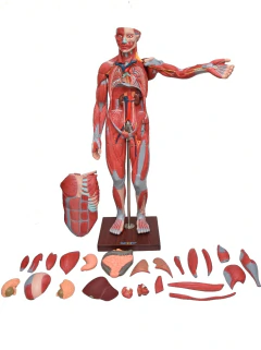 FIGURA MUSCULAR ASSEX. DE 1,70 CM C/ ÓRGÃOS INTERNOS EM 29 PARTES