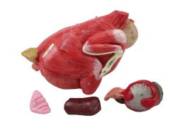 SD-9300 - ANATOMIA DA GALINHA EM 6 PARTES - ABEFA