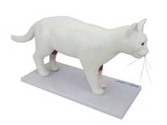 SD-9500 - ANATOMIA DO GATO EM 12 PARTES - comprar online