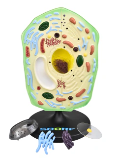 SD-5072 - CÉLULA VEGETAL AMPLIADA EM 5 PARTES - comprar online