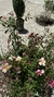 Mutabilis