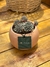 Combo Echeveria Longissima + Maceta cerámica