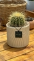 Combo Echinocactus + Maceta cerámica