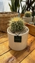 Combo Echinocactus + Maceta cerámica - El Terreno