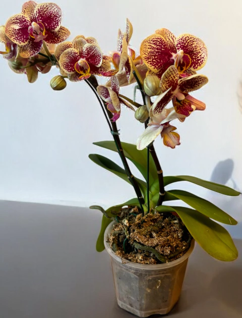 Orquídea + maceta de cultivo