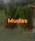 Mudas