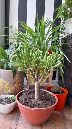 Mini Crassula Ovata Gollum - comprar online