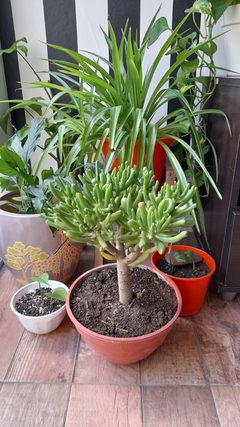 Mini Crassula Ovata Gollum en internet