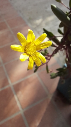 Mini Othonna Capensis - De Coleccionistas