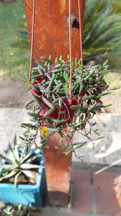 Mini Othonna Capensis - comprar online