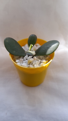 Crassa Ovata tamaño mini