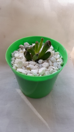 Mini Crassula Ovata Gollum