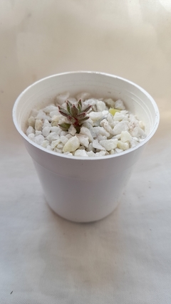 Maseta zinnia num 6 - comprar online