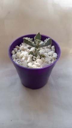 Maseta zinnia num 6 - tienda online