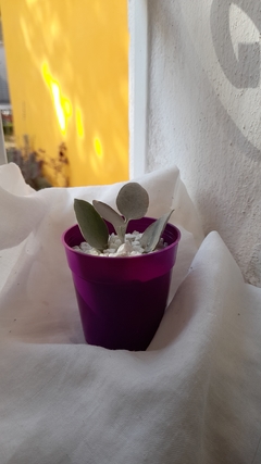 Kalanchoe Bracteata Silver Teaspoon