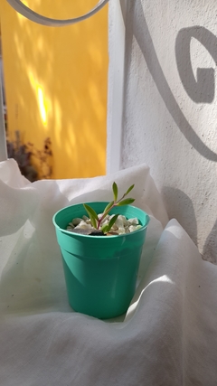 Mini Othonna Capensis