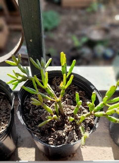 Maceta soplada