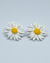 BRINCO DAISY
