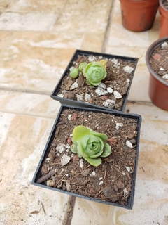 GREENOVIA (AEONIUM AUREUM) - comprar en línea