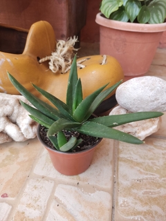 ALWORTHIA BLACK GEM - comprar en línea