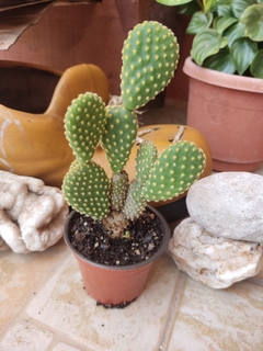 OPUNTIA MICRODASYS - comprar en línea