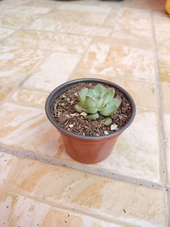 ECHEVERIA PULIDONIS - comprar en línea