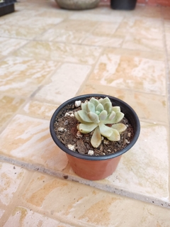 GRAPTOPETALUM MENDOZAE - comprar en línea