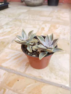 GRAPTOPETALUM PARAGUAYENSE - comprar en línea