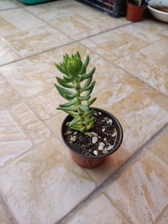 CRASSULA TETRAGONA - comprar en línea