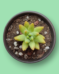 SEDUM ADOLPHII