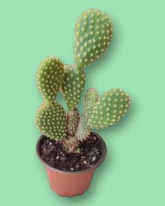OPUNTIA MICRODASYS