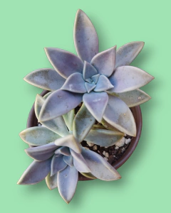 GRAPTOPETALUM PARAGUAYENSE