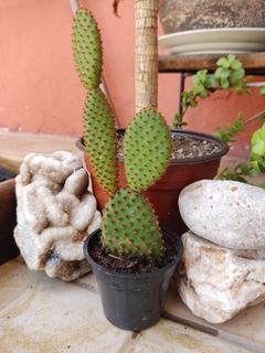 OPUNTIA MICRODASYS - Hojas de mi jardín