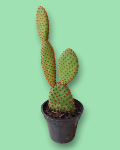OPUNTIA MICRODASYS en internet