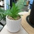Plantita+ Maceta Artificial Decorativa