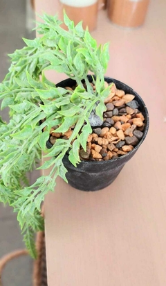 Suculenta Artificial Colgante - comprar online