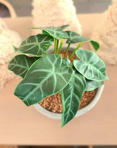 Alocacia Artificial decorativa - comprar online
