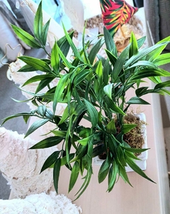 Rosella Artificial decorativa - comprar online