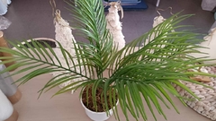 Areka Palmera Artificial - comprar online