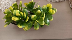 Arbolito de Jade Arficial
