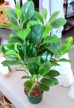 Peperomia Artificial