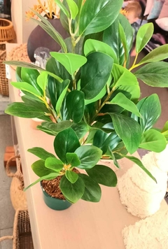 Peperomia Artificial - comprar online