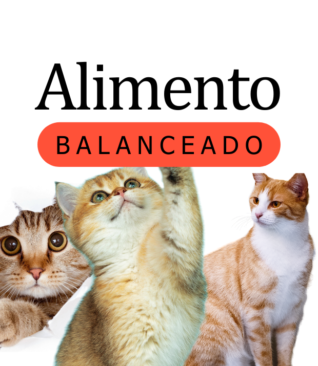 Gatos