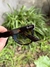 Wayfarer carey - comprar online
