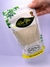 Farinha de Banana Verde
