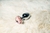 Plug Anal Cromado Tamanho P - Lottus Sexshop