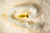 Plug Anal Less P Dourado Com Rabo Hard