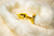 Plug Anal Less P Dourado Com Rabo Hard - comprar online